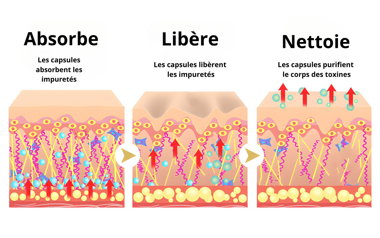 Capsules détox au venin d'abeille